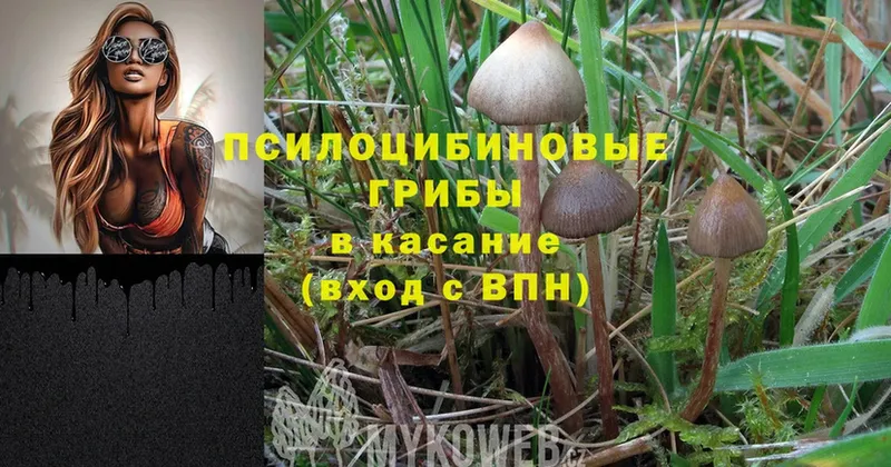 Псилоцибиновые грибы Psilocybe  где найти   KRAKEN tor  Лесозаводск 