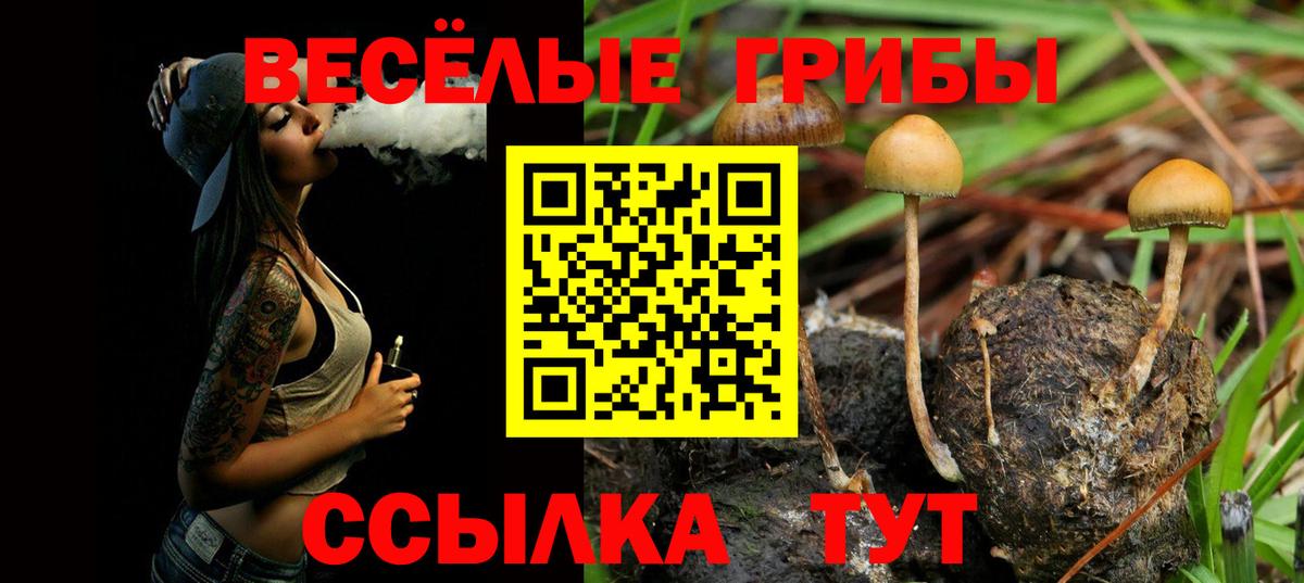 Псилоцибиновые грибы Psilocybe Лесозаводск